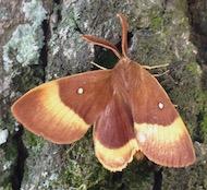 Réf. 245 457 : Lasiocampa quercus